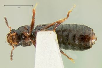 Media type: image;   Entomology 6541 Aspect: habitus ventral view
